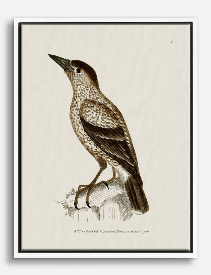 Nutcracker Bird by William Lewin Canvas Print White