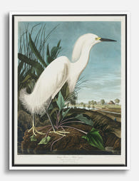 Snowy Heron by Audubon Canvas Print White