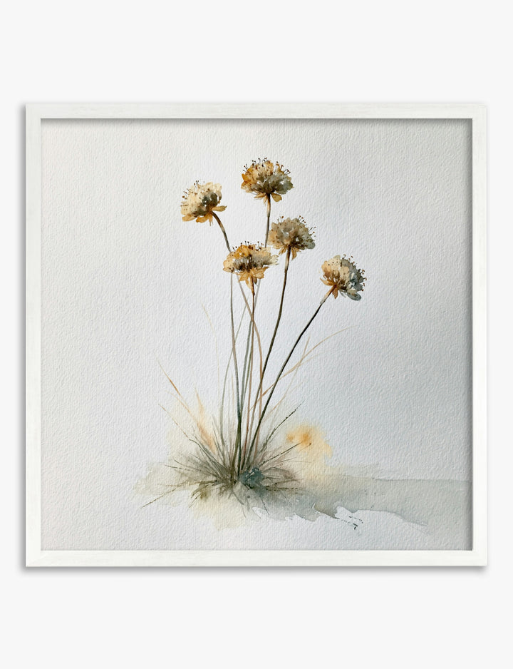 Dried Scabious Watercolour Study Art Print White